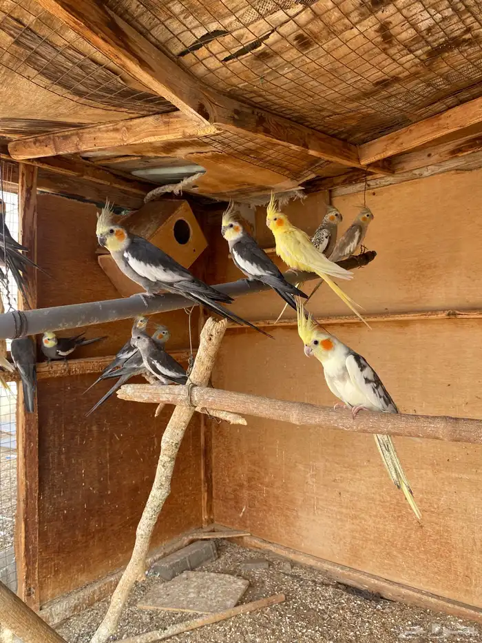 لبيع كروان 1