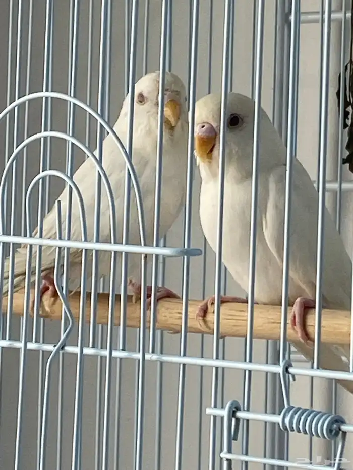 بادجي البينوا تم البيع 1