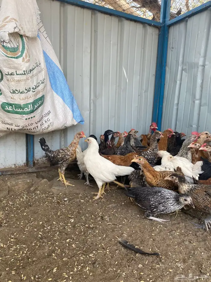 تم البيع الله يبارك لرعيه 9