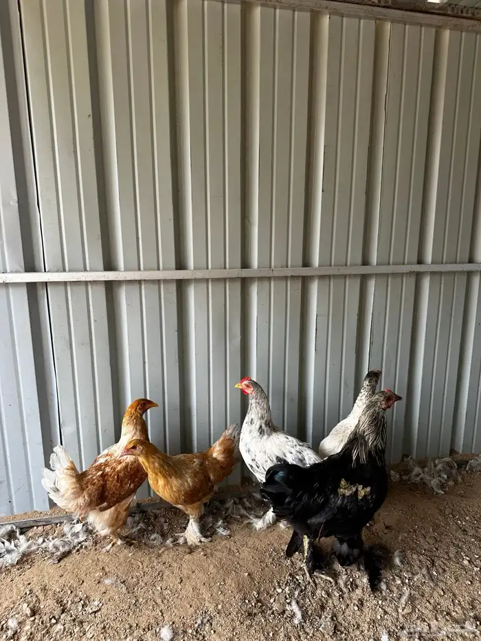 دجاج ابراهما 0