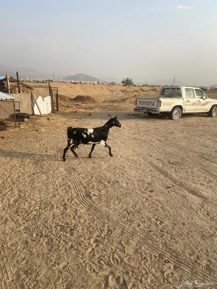 معزا جنوبيه مهجنه دفيع 1