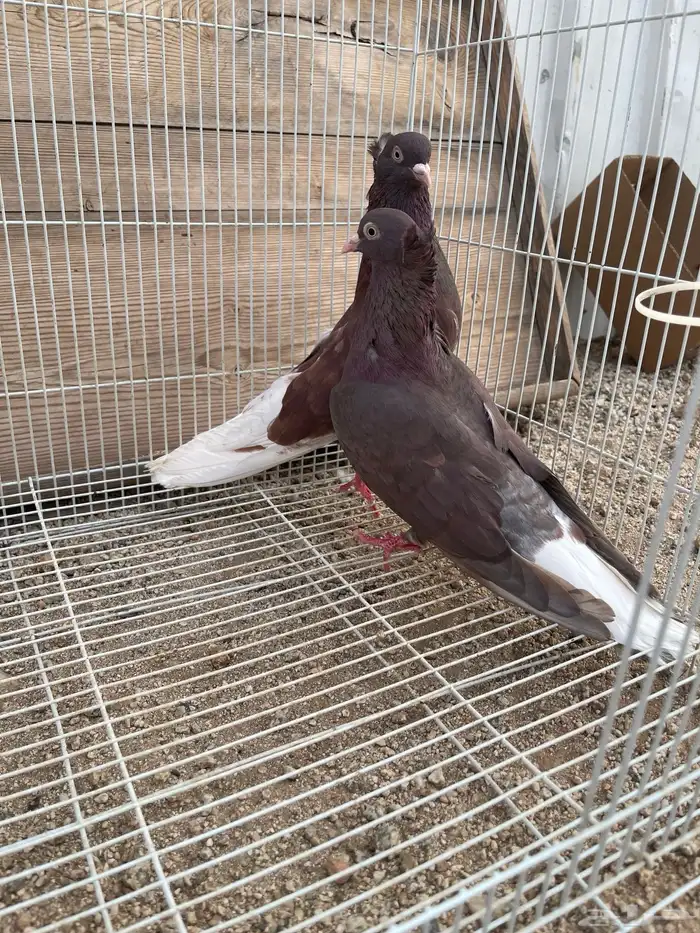ثلاث اجواز قطايف 0