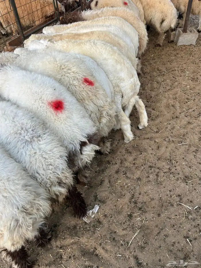 نعيم جبر وهرافي لبانيه وحريات ثلاجه كفو 8