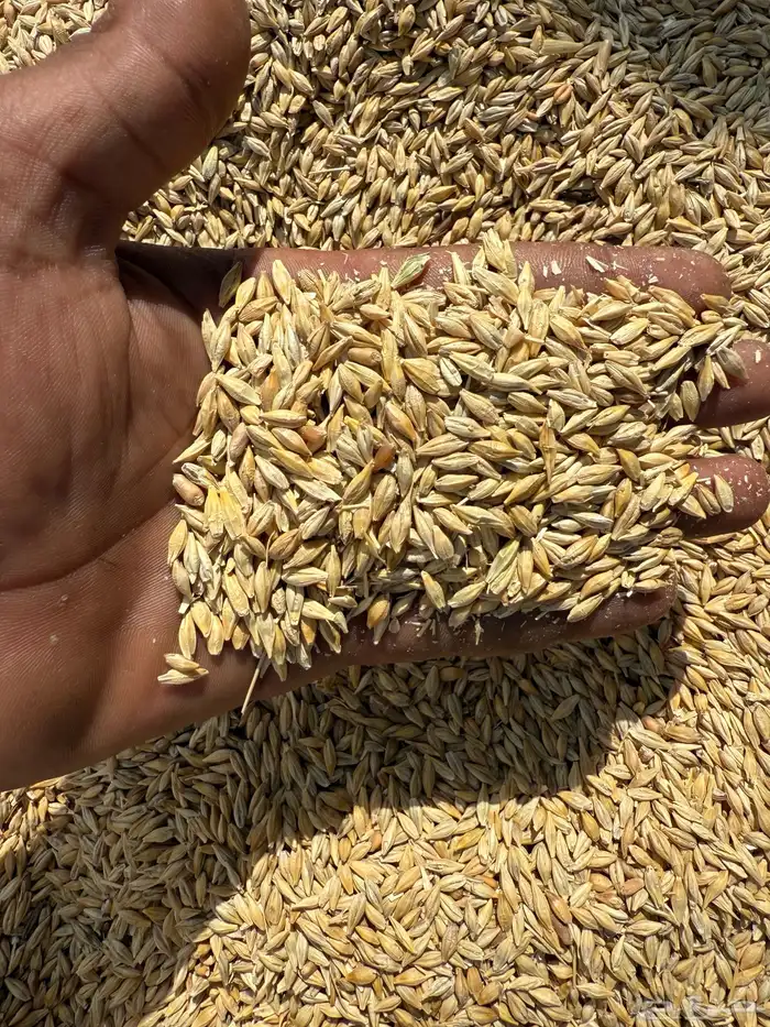 شعير رقم واحد 0