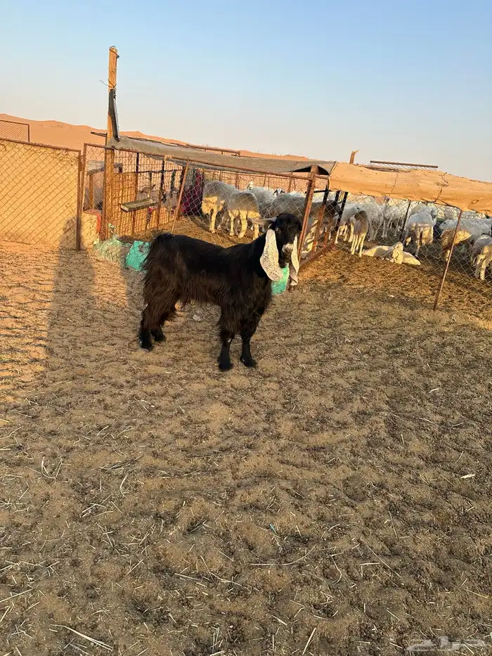 البيع تيس عرضي جذاع عل شروط 0