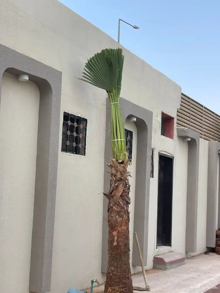 نخيل واشنطونيا للبيع بجميع انواع المقاسات 6