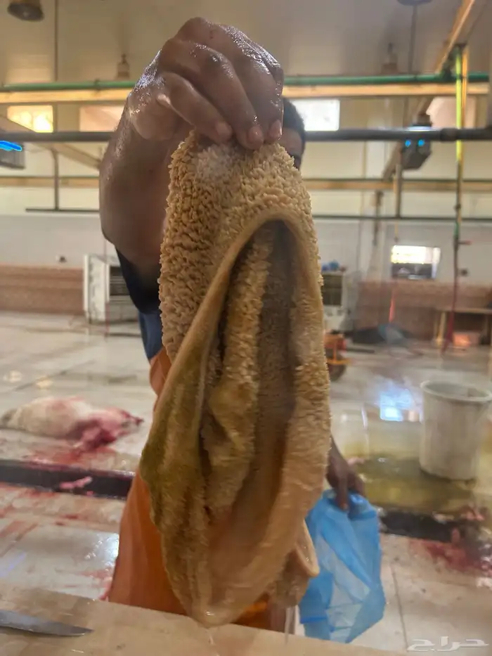 ذبيحتك جاهزه باتصال 1