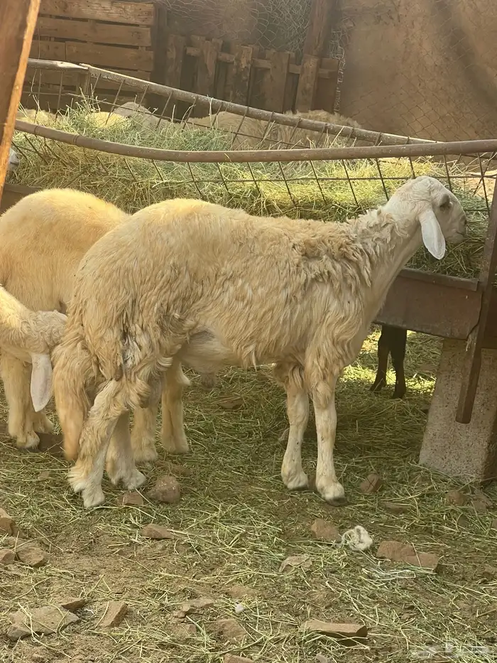 طلي حري فل شحم ع الشرط تابي وتمارا 1