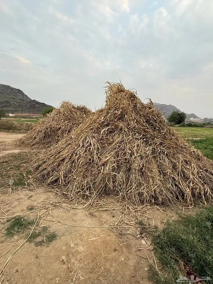 قصب يابس 0