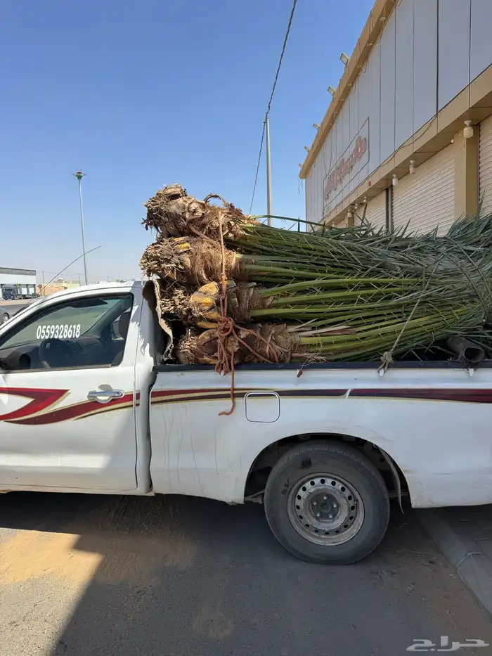 نخيل لبيع 2