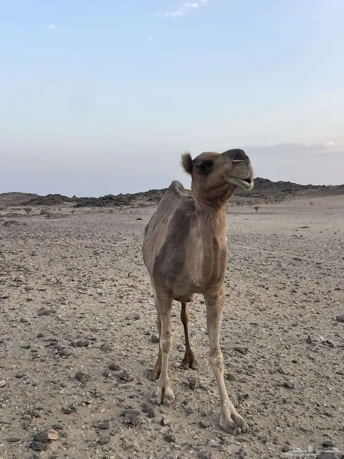 ناقه حايل 2
