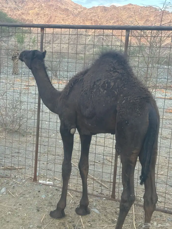 قعود شحم على حليب أمه تم البيع 1