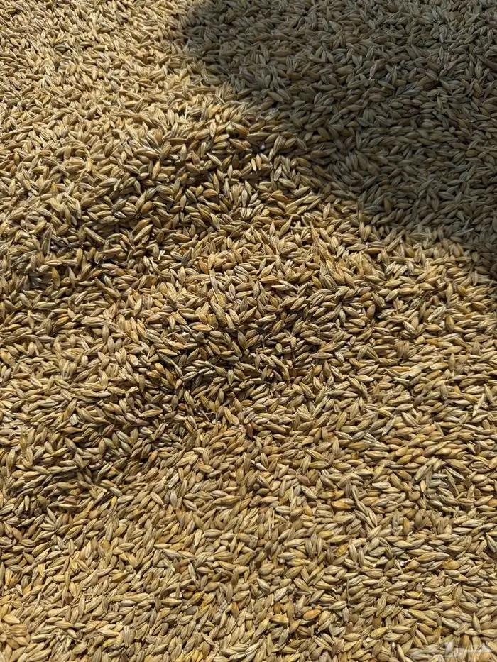 شعير رقم واحد 1