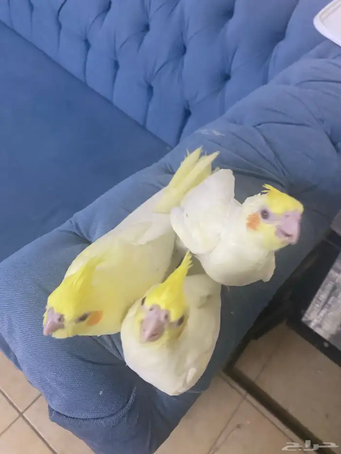 فروخ كروان 0