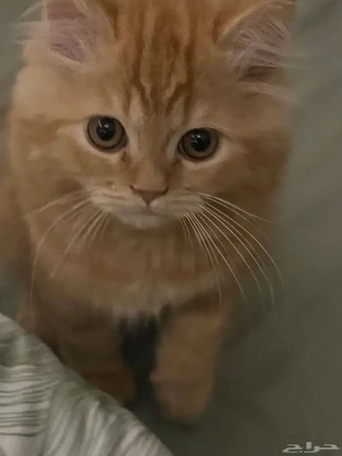 قط شيرازي للبيع 0