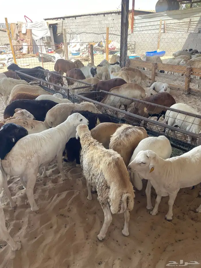 طليان رفيدي ذبايح 3