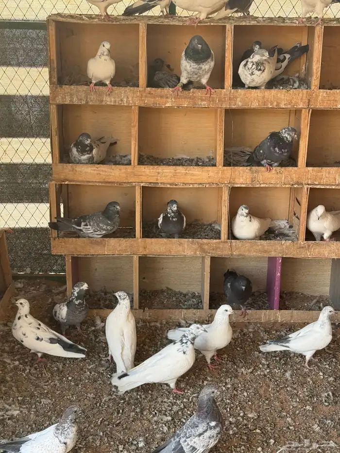 حمام باكستاني 3