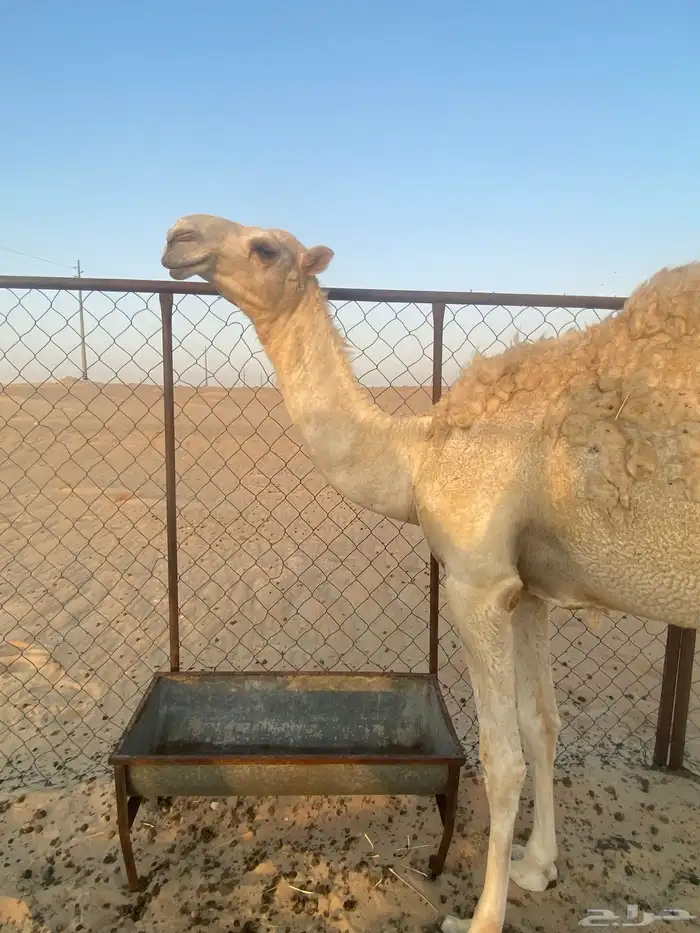 قعود اوضح 3