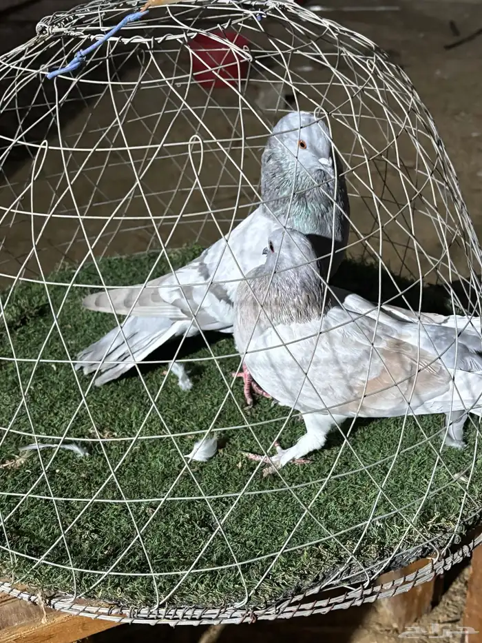 حمام 0