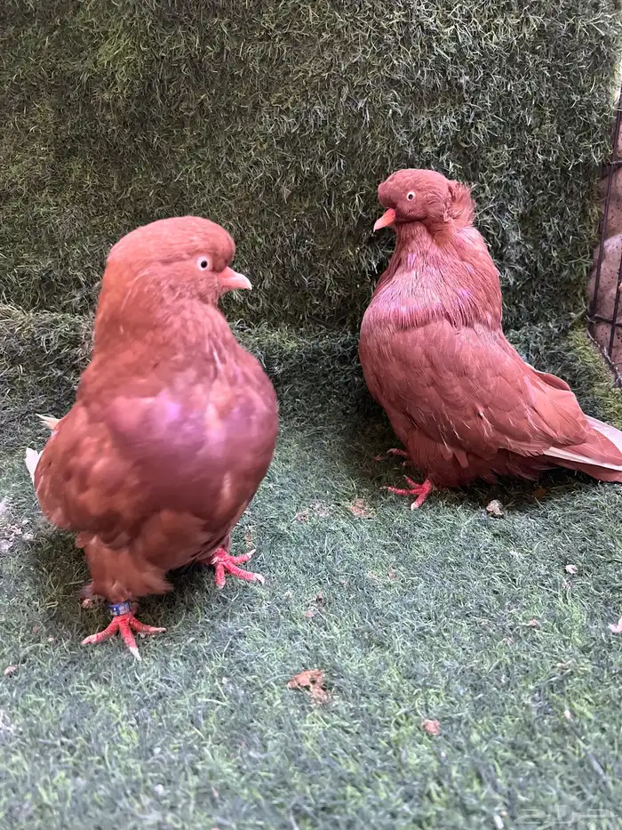 طبه دمستك الاحمر. جوز سوداني 0