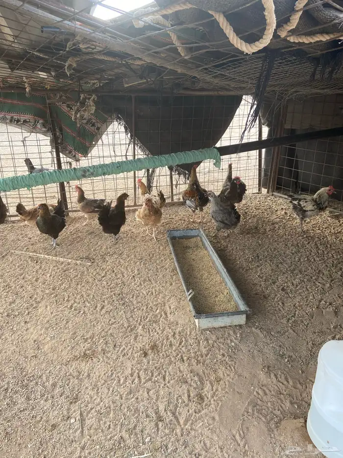 البيع دجاج طيب بياض 0