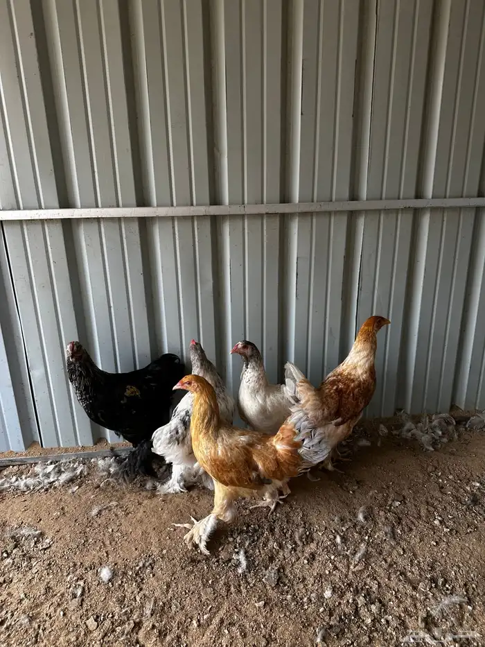 دجاج ابراهما 1