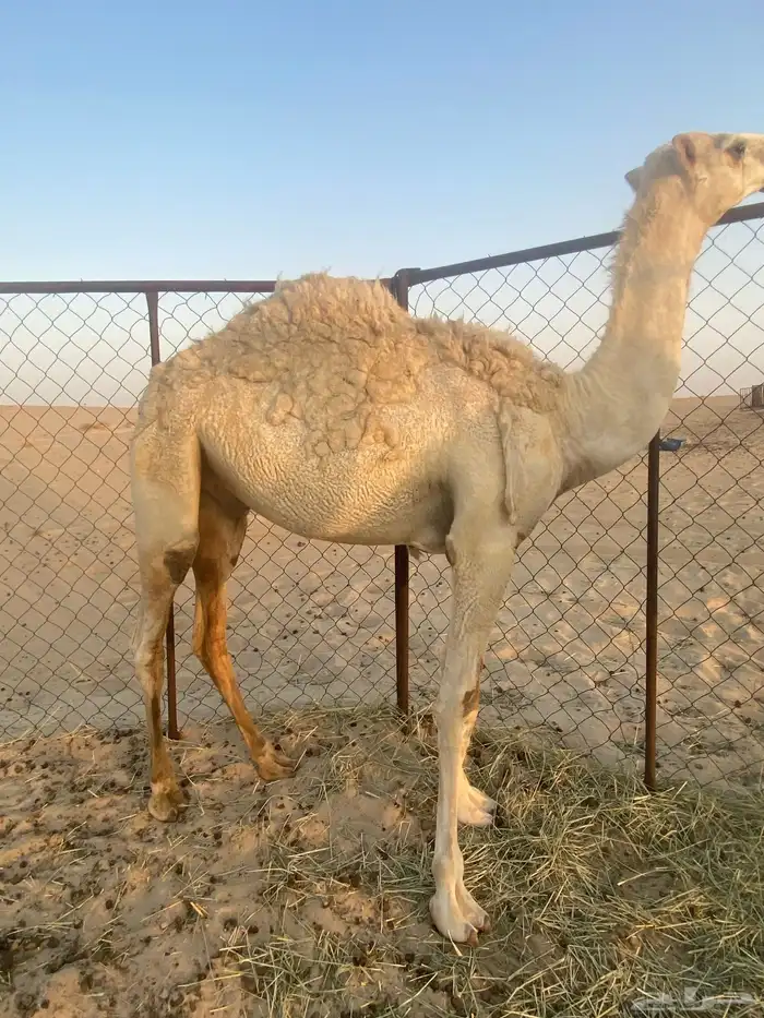 قعود اوضح 1