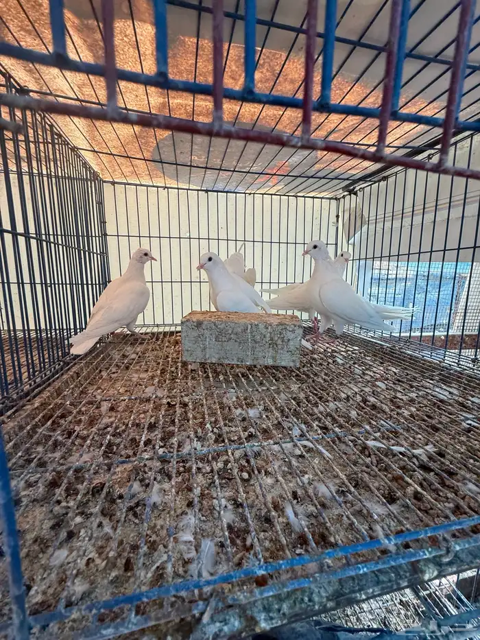 حمام صنعاوي اصيل 9