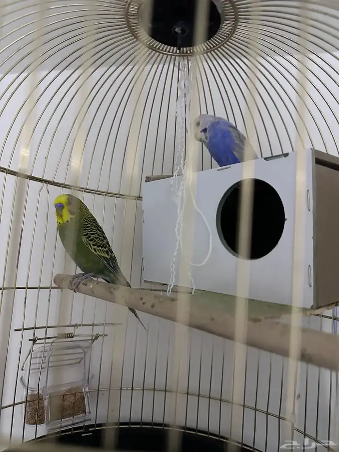 جوز بادجي للبيع بدون شبك والتوصيل على المشتري 0