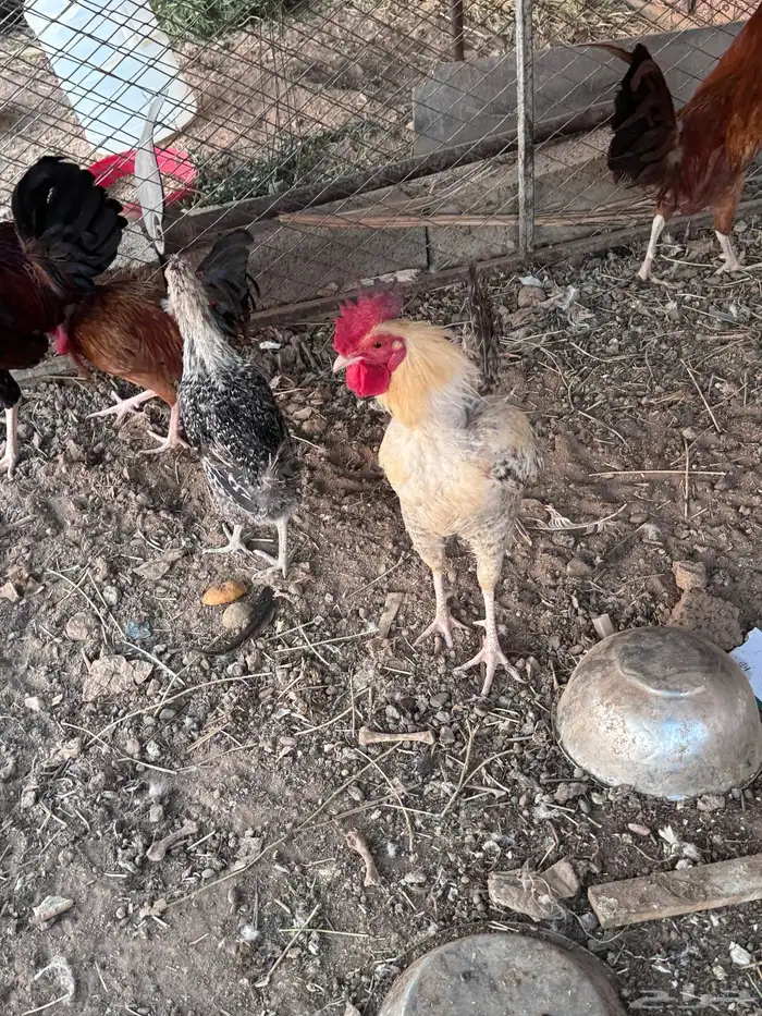 ديكه للبيع 2