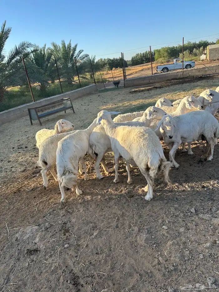 حريات مضاريع للبيع 1