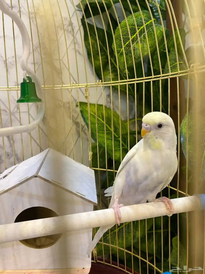 طير بادجي 1