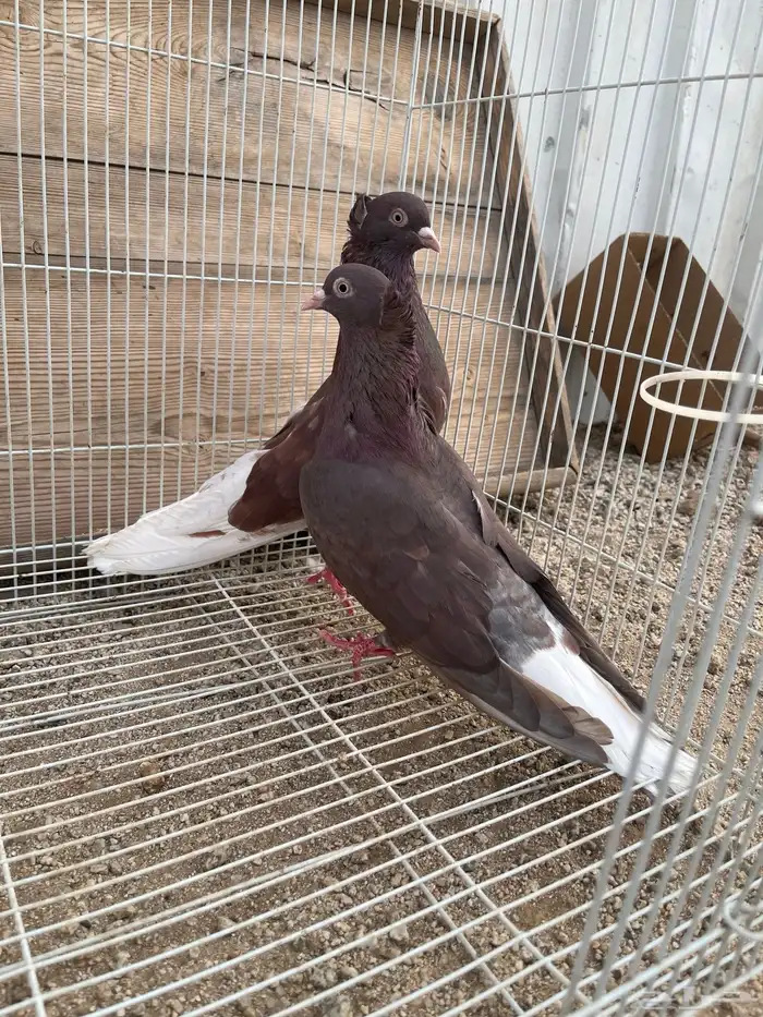 ثلاث اجواز قطايف 2