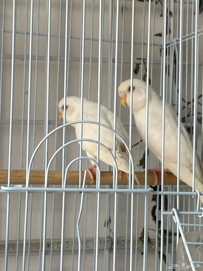 بادجي البينوا تم البيع 3