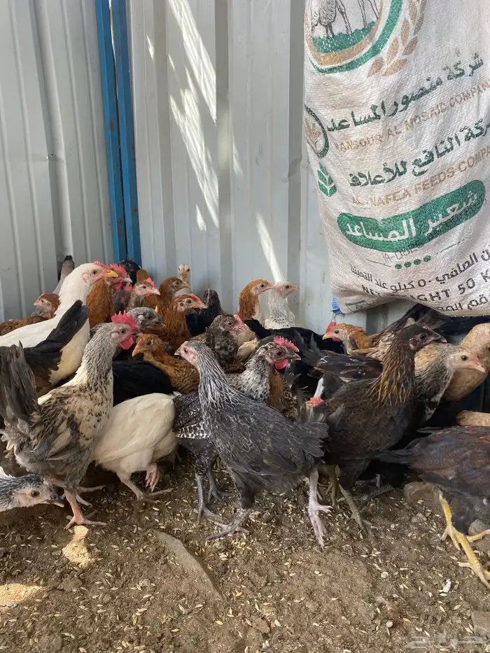 تم البيع الله يبارك لرعيه 3