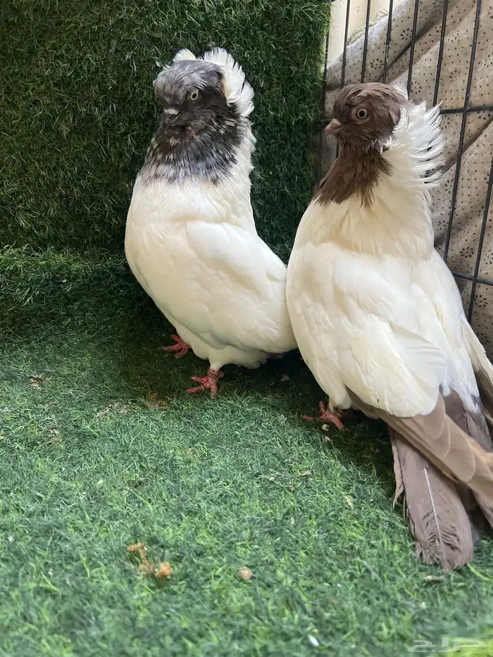 طبه دمستك الاحمر. جوز سوداني 3