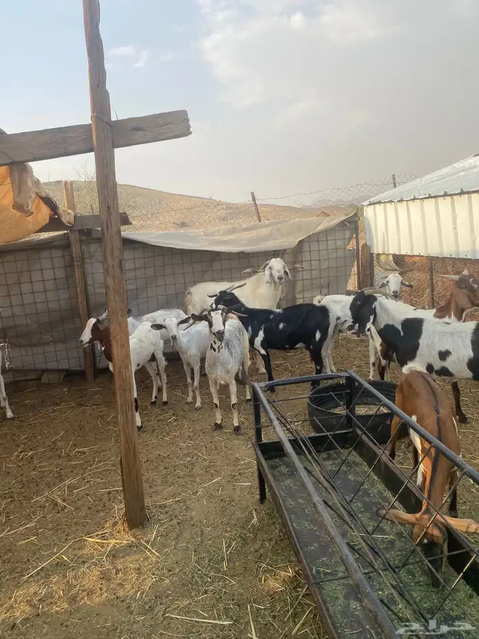 معزا جنوبيه مهجنه دفيع 13