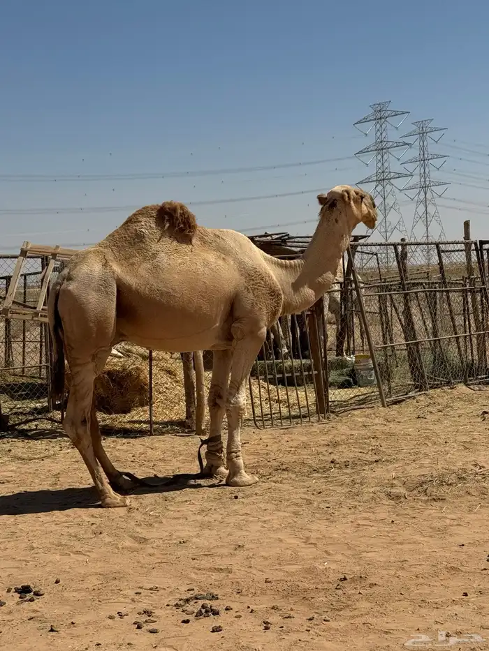 باتلي اشقح 3