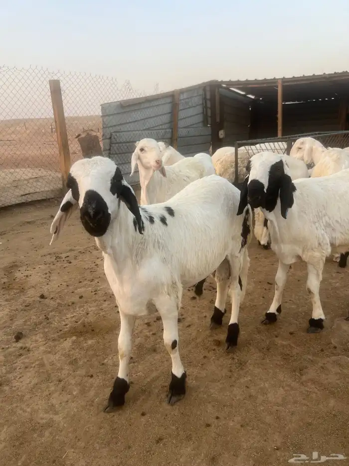 ذبايح سواكن مرابي وفل شحم وجبر 4