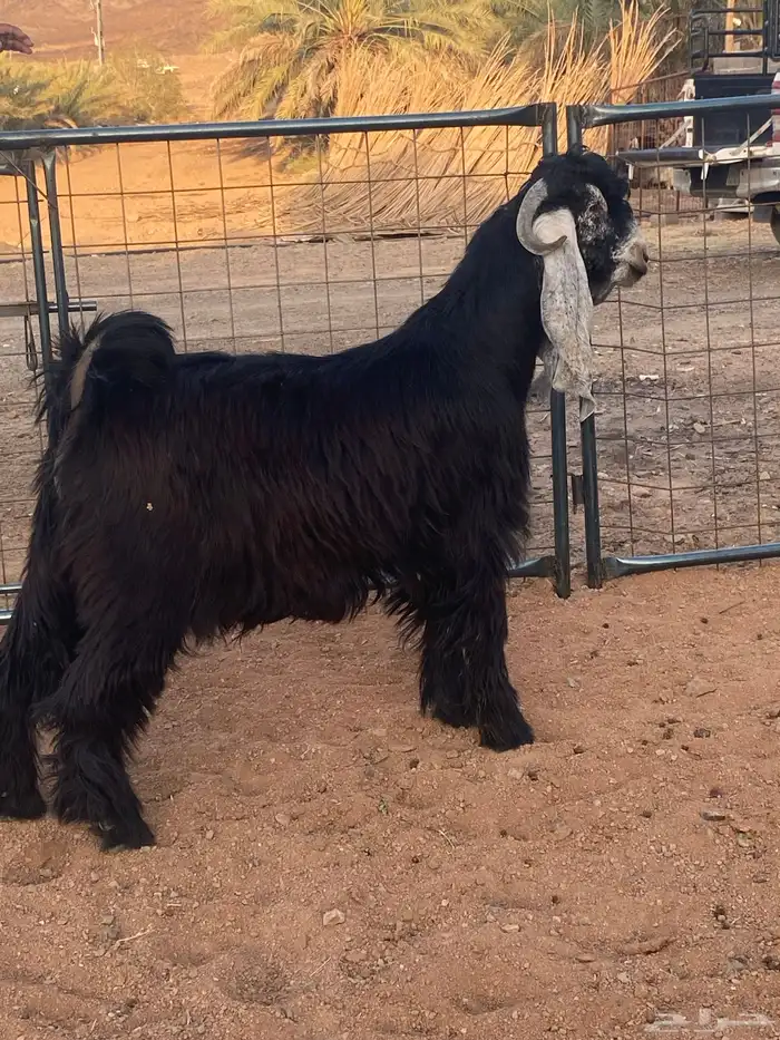 فحل معزا تيس عارضي صنف تممم البيع 2