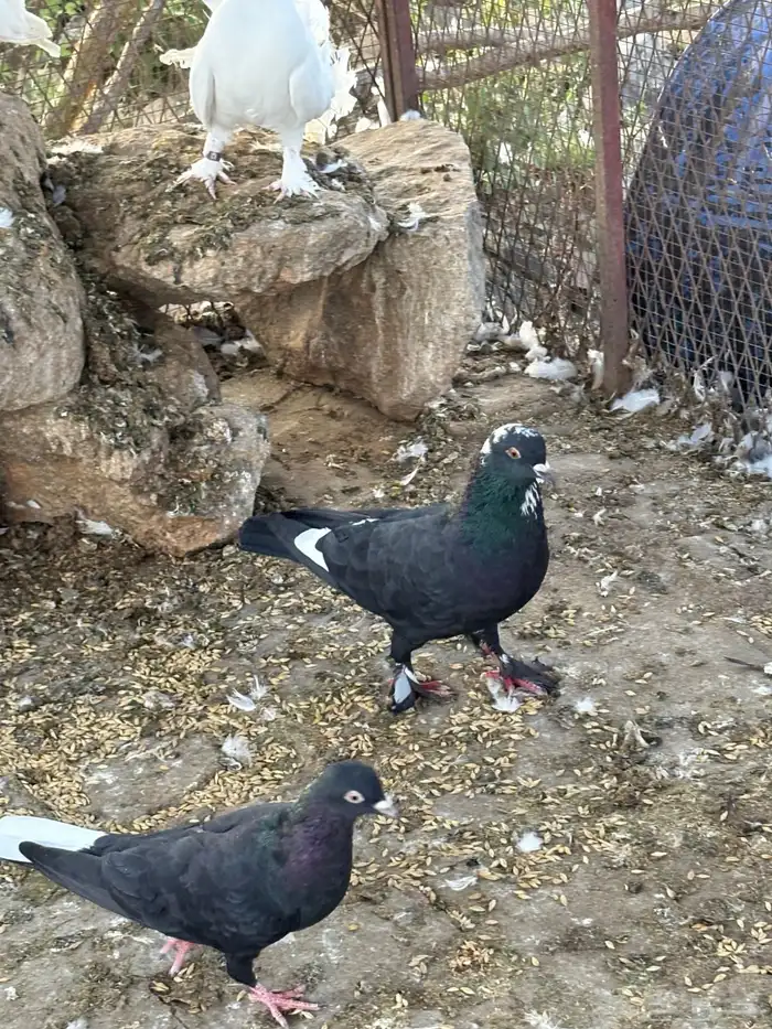 حمام قطيفي . مصري   كنق 12
