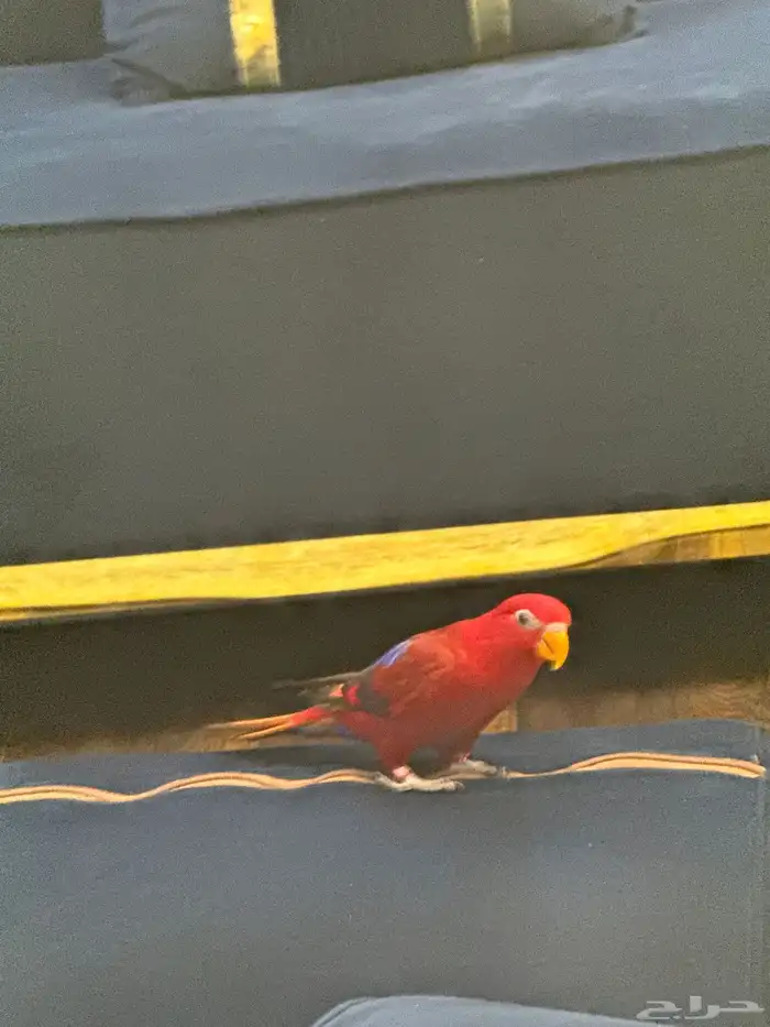 ببغا رد لوري 0