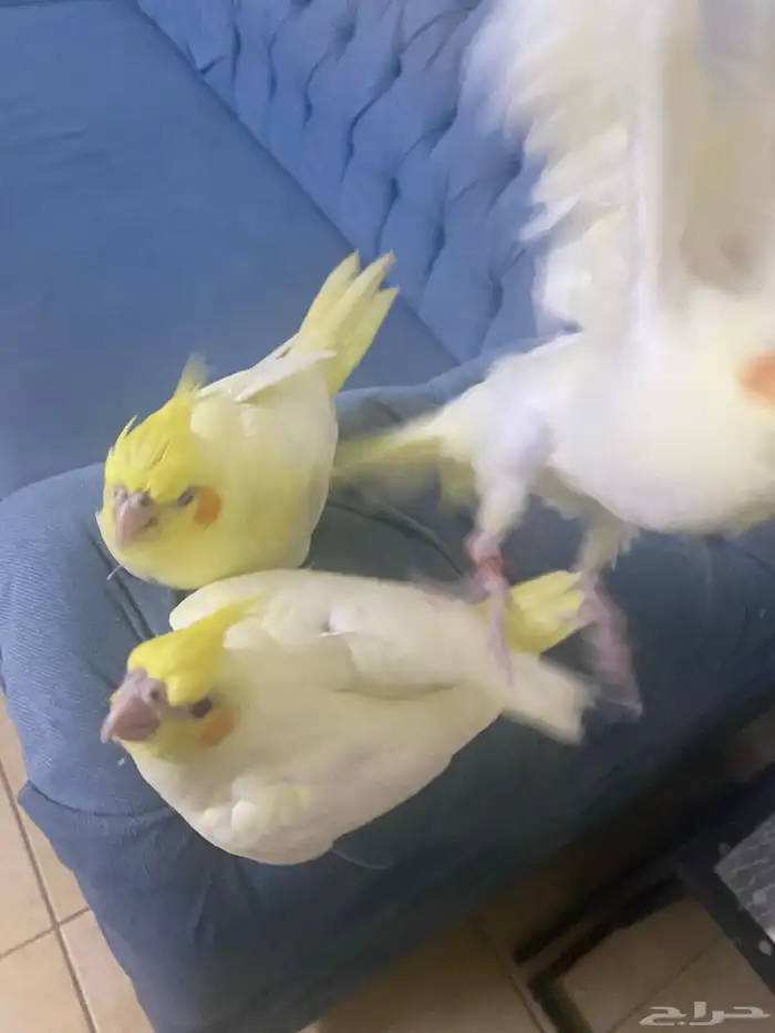 فروخ كروان 2