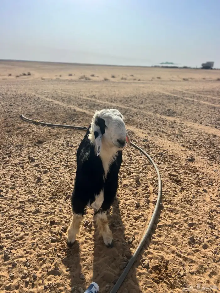 نجدي مشروع فحل 2