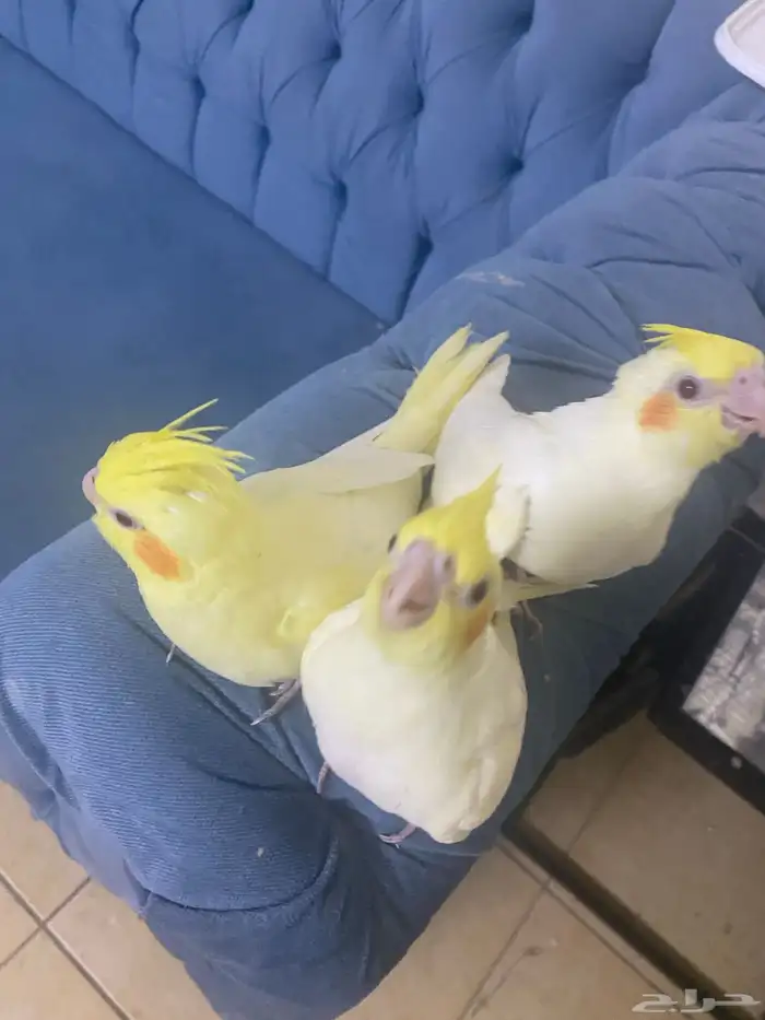 فروخ كروان 4