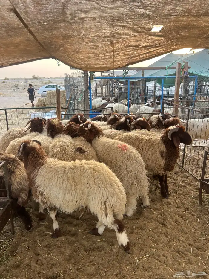 نعيم جبر وهرافي لبانيه وحريات ثلاجه كفو 15