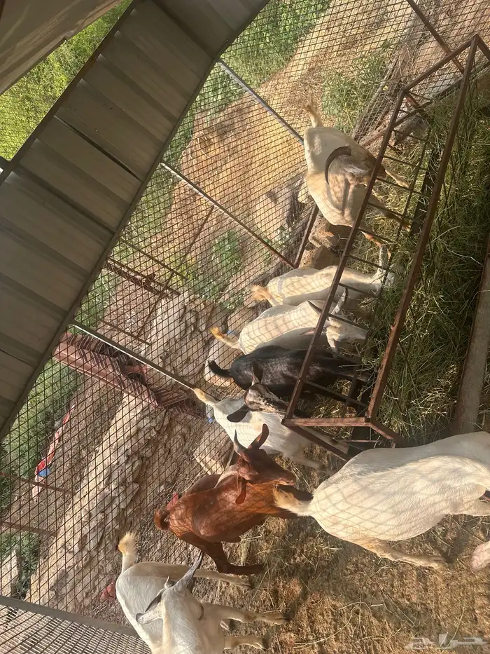 تيوس بلدي للبيع 0