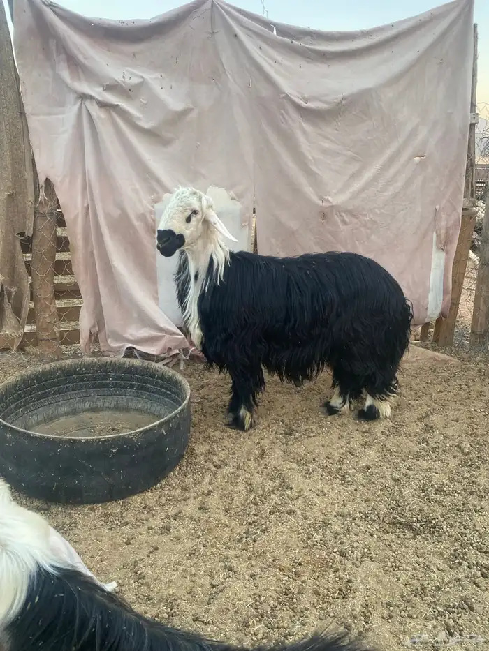 خروف فحل نجدي السن ثني 1