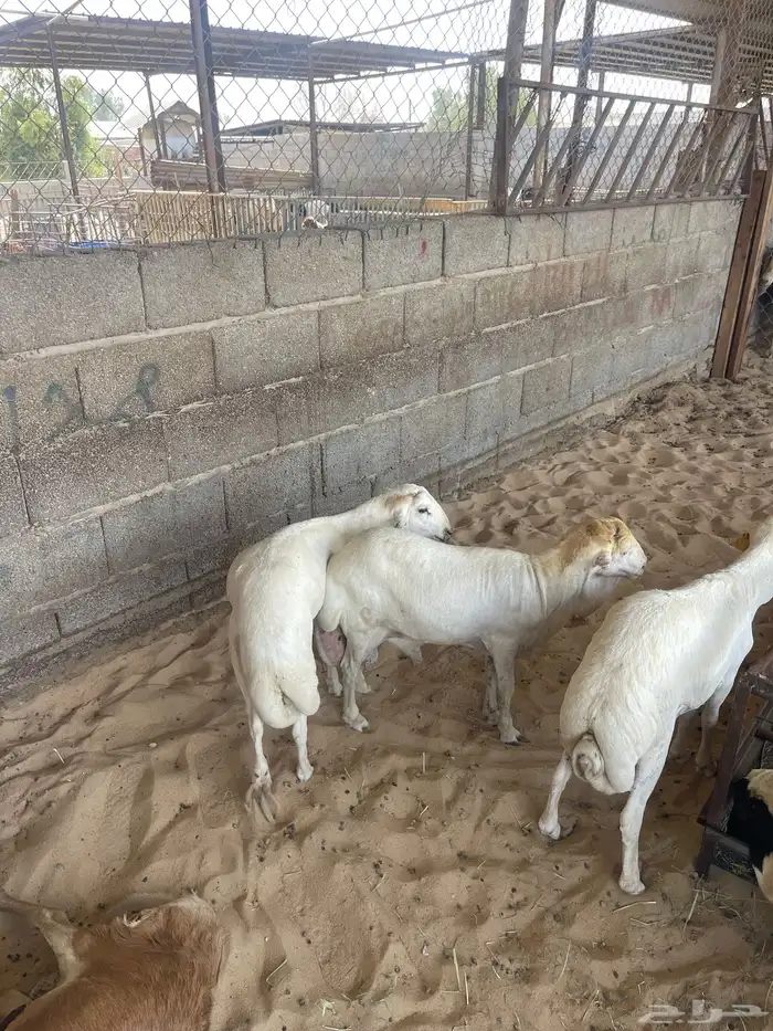طليان رفيدي ذبايح 4