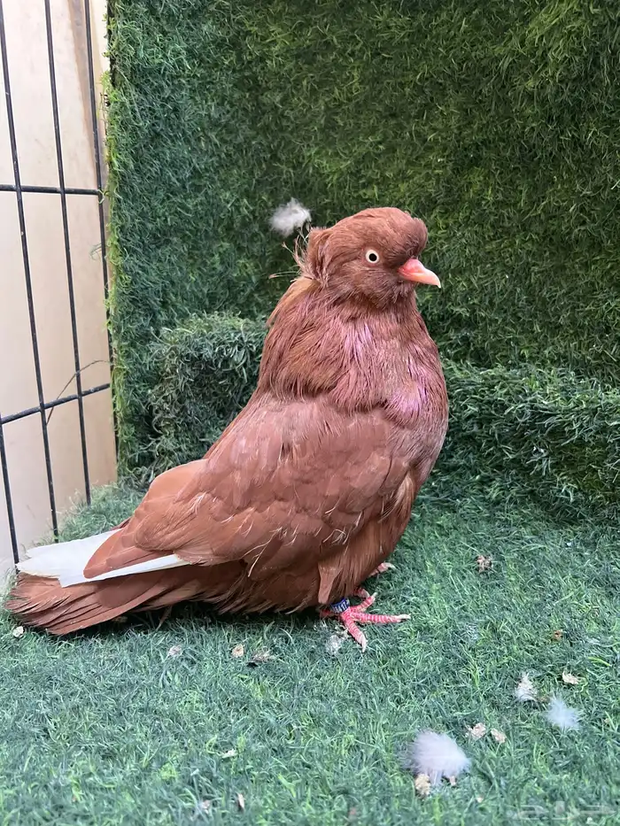 طبه دمستك الاحمر. جوز سوداني 1